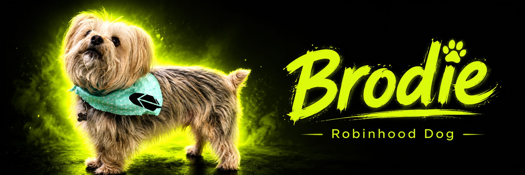 Brodie - Robinhood Dog